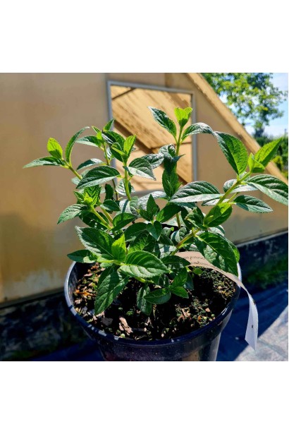 Гортензия Фрамбозин Рэнсам - 3л/вис.15-20см/Ø15-20см